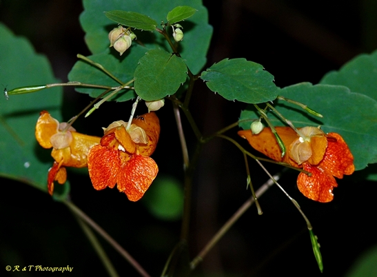 {Impatiens capensis}